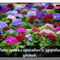 ПЯТЬ ПРАВИЛ КРАСИВЫХ И ЗДОРОВЫХ ЦВЕТОВ.