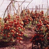 60 томатов с одного куста?