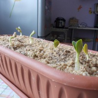 Совсем маленький эксперимент