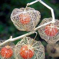 Физалис – вкусная ягода из «китайского фонарика»