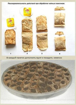 Рассада в чайных пакетиках