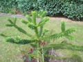    (Auracaria  Araucana )