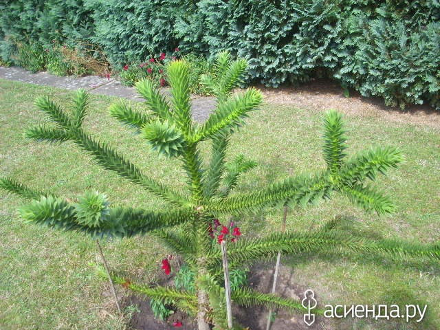    (Auracaria  Araucana )