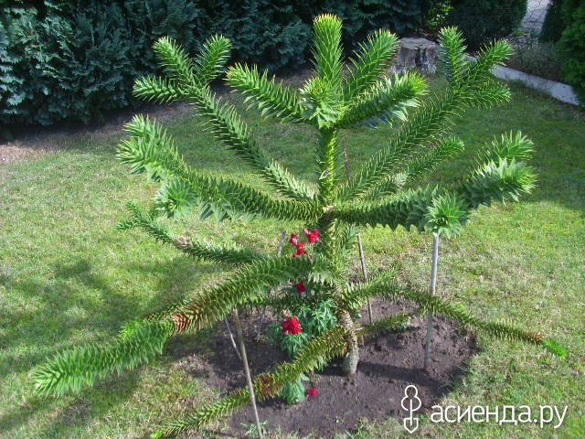    (Auracaria  Araucana ).  - 12  .