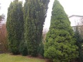 Taxus baccata  und  Picca  Conica.