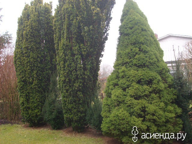 Taxus baccata  und  Picca  Conica.