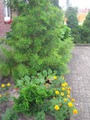     -  .(Sciadopitys  Verticillata)