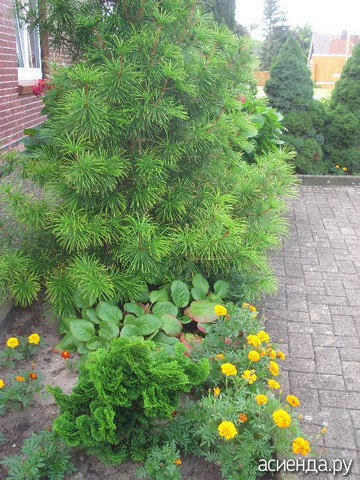     -  .(Sciadopitys  Verticillata)