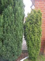 Taxus  Baccata Fastigata  Aurea - .