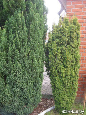 Taxus  Baccata Fastigata  Aurea - .