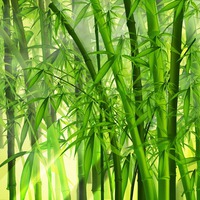 Декоративный бамбук на приусадебном участке