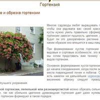 Формирование и обрезка гортензии