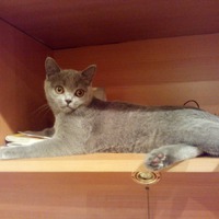 Британские котята (мои малыши)