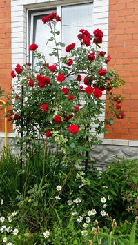 Роза