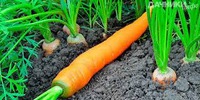 Как сохранить морковь до весны?