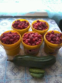 05 июля малинка и первый кабачок