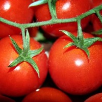 Предпочтения томатов