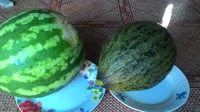Один ДынЪ и его брат Кавун