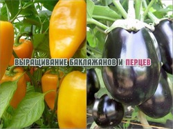 ЧТО ЛЮБЯТ И ЧЕГО БОЯТСЯ ПЕРЦЫ И БАКЛАЖАНЫ!!!
