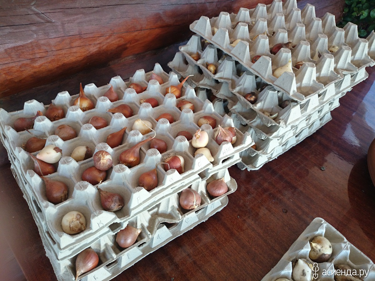 Как сохранить луковицы тюльпанов весной до посадки. Тюльпаны в яичных ячейках. Ящик для хранения луковиц тюльпанов. Тюльпаны в яичных лотках. Посадка тюльпанов в лотки для яиц.