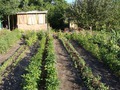 грядки с овощными растениями