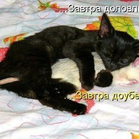 Сон наших питомцев с улыбкой. Всем хорошего вечера.