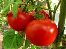 Стеблевая гниль томатов
