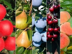 ПОСАДКА ДЕРЕВЬЕВ: СОВМЕСТИМОСТЬ