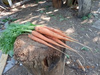 Первая морковь!!