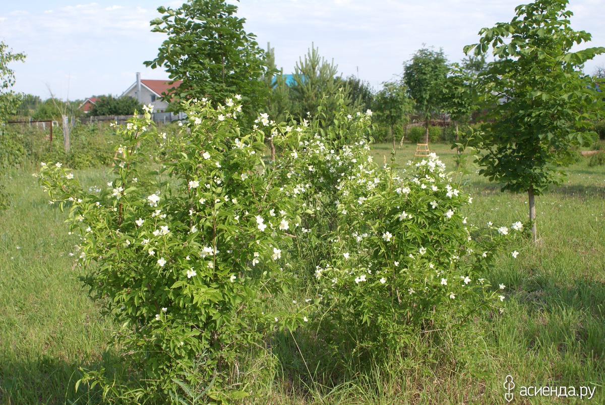 Кустарники нижегородской области