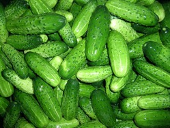 Урожай огурцов будет рекордным!