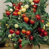КОМНАТНЫЕ СОРТА – КРАСОТА И ВКУСНОТА