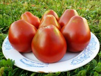 �������� Black Pear � ׸���� �����