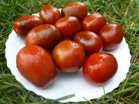 �������� Black Plum � ���������