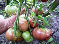 �������� Black Krim � ׸���� ��������