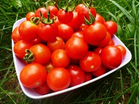 �������� � Crazy Cherry Tomato