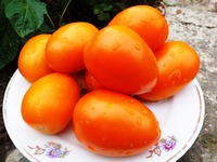 �������� Banana Orange � ��������� �����