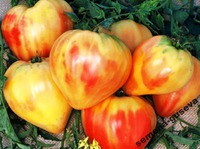 �������� Orange Russian 117
