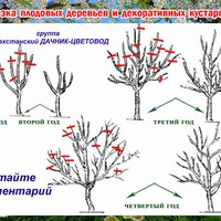 Как и обещала продолжим обучаться обрезке деревьев, кустарников.