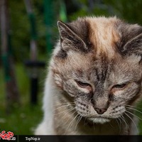 Дом для престарелых... КОТОВ.
