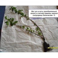 Черенкование черной смородины