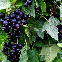 Как бороться с почковым клещом на смородине