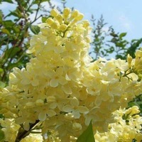 Желтая сирень" ПРИМРОУЗ"