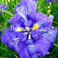 Ирис японский Электрик Рейз