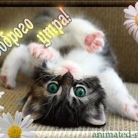 ���������� ���� - ����������