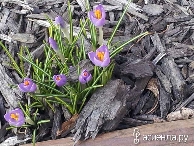 spring