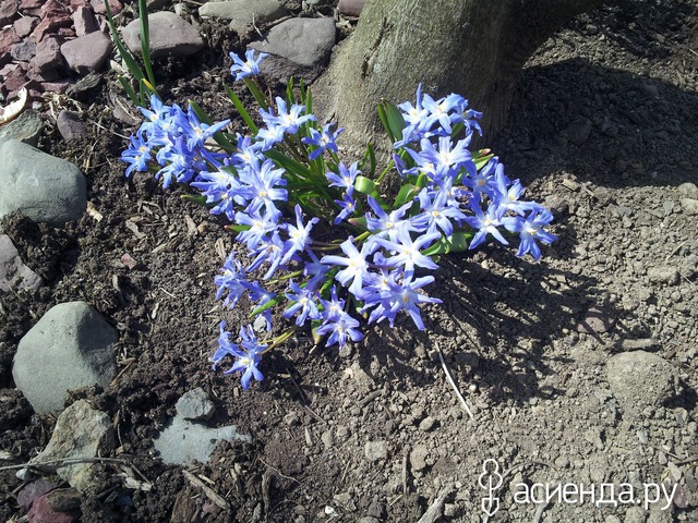 spring