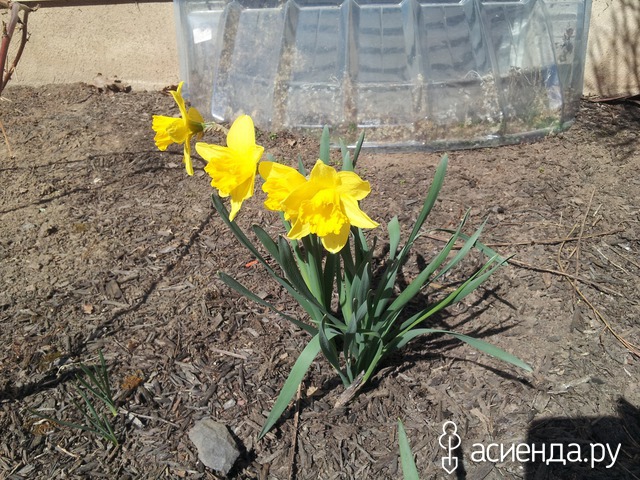spring