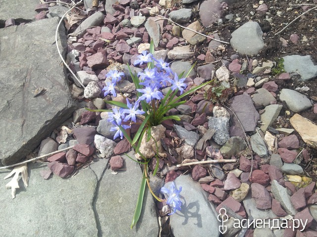 spring