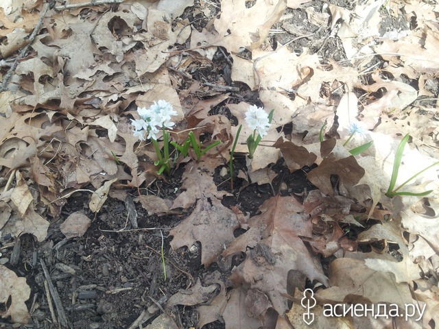 spring